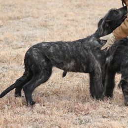 Irish Wolfhound Puppies from Boondocks Irish Wolfhounds