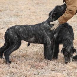 Irish Wolfhound Puppies from Boondocks Irish Wolfhounds