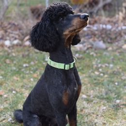 Bernedoodles, Goldendoodles, and Poodles from Scarlett Pups