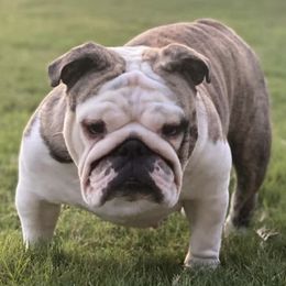 Bulldogs from Kamish Bullyz