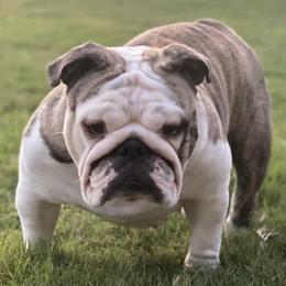 Bulldogs from Kamish Bullyz