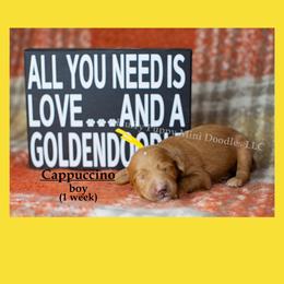 Cappuccino  YELLOW COLLAR  Boy 3500 - Red  male Goldendoodle puppy in Corona, California from Fluffy Puppy Mini Doodles LLC