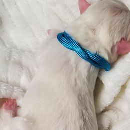 Girl 2 - Schnoodle puppy in Leitchfield, Kentucky from Eveleigh Acres Puppies