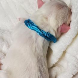 Girl 2 - Schnoodle puppy in Leitchfield, Kentucky from Eveleigh Acres Puppies