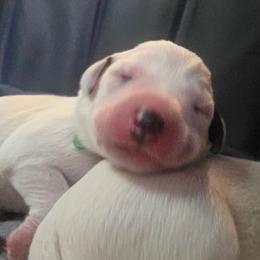 Green - White and black female Dalmatian puppy in Palmer, Massachusetts from Delaney's Dalmatians 2