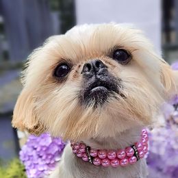 Scarlett - Shih Tzu