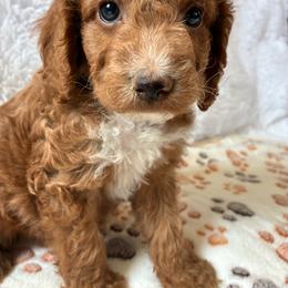 Owl - Buff and white male Cockapoo puppy in Adrian, Oregon from ApplebyFarm