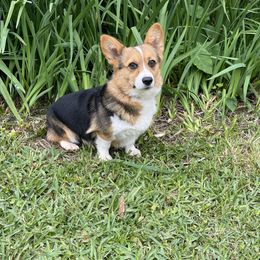 Skittles - Pembroke Welsh Corgi