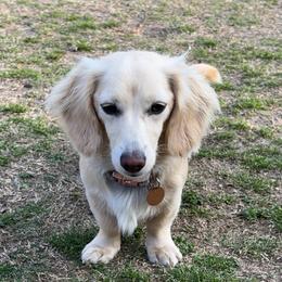Bowie - Dachshund