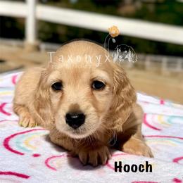 Hooch - Cream male Dachshund puppy in Valley Center, California from Taxonyx Cream Dachshunds