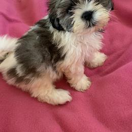 Girl 1 - Red and white female Shih Tzu puppy in Foristell, Missouri from Lakewood