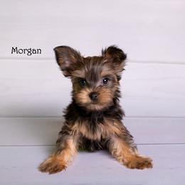 Morgan - Black and tan female Yorkshire Terrier puppy in Loxahatchee, Florida from Our Yorkie Corner