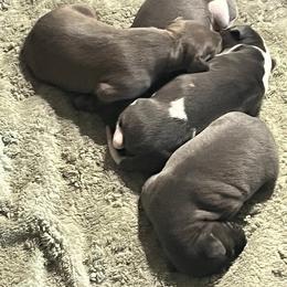 Italian Greyhound Puppies from Fisher Link