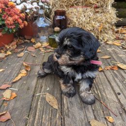 Havanese Puppies from Charlotte Landry