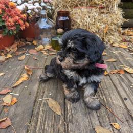 Havanese Puppies from Charlotte Landry