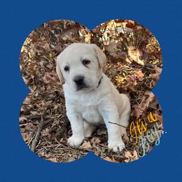 Labrador Retriever, Mastiff, and Miniature Australian Shepherd Puppies from Blackberry Cabin Farms