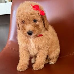 Minnie - Red  female Goldendoodle puppy in Charlotte, North Carolina from Barkins and Company