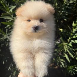 Ronaldo - Cream male Pomeranian puppy in Los Angeles, Santa Clarita, California from LT_Poms