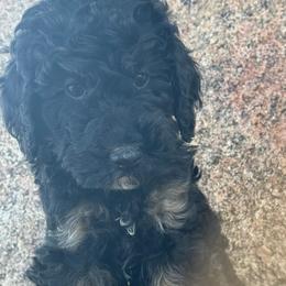 Boy 1 - male Poodle puppy in Longmont, Colorado from Colorado Miniature Bernedoodle Puppies