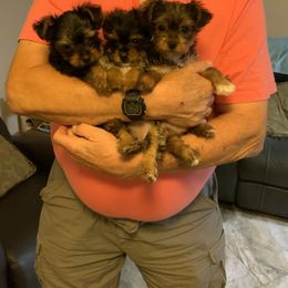 Yorkshire Terrier Puppies from Cindy's Yorkshire Terriers