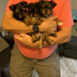 Yorkshire Terrier Puppies from Cindy's Yorkshire Terriers