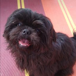 Mia - Shih Tzu