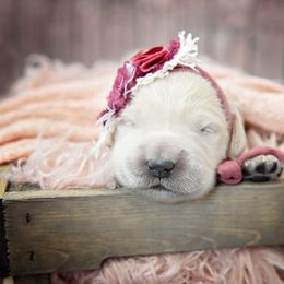 Golden Retriever Puppies from Lovasi Goldens