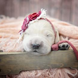 Golden Retriever Puppies from Lovasi Goldens