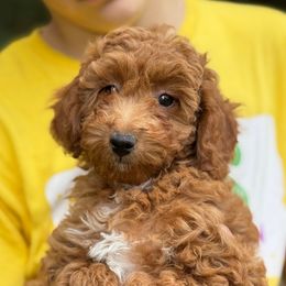 Shenandoah - Red tri-color female Aussiedoodle puppy in Allardt, Tennessee from Hearth&Hound Doodles
