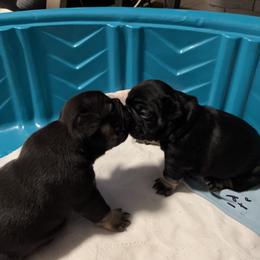 French Bulldog Puppies from Stratton Kennel