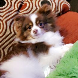 Bella - Pomeranian