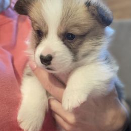 Labrador Retriever and Pembroke Welsh Corgi Puppies from FLK Corgis