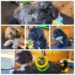 Jewel - Havanese