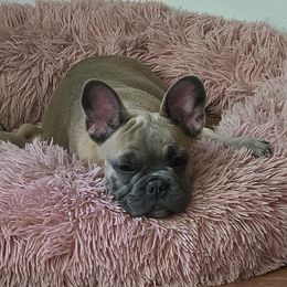 Boston Terrier and French Bulldog Puppies from Vanover's Boston Terriers and Frenchies