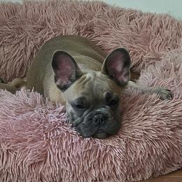Boston Terrier and French Bulldog Puppies from Vanover's Boston Terriers and Frenchies