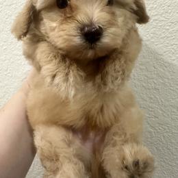 Teddy West (Aspen) - Apricot male Maltipoo puppy in Apple Valley, California from Boujeepups