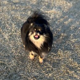 Hazel - Pomeranian