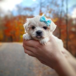 Companion Cross, Maltese, and Maltipoo Puppies from Seeking Shalom Acres Maltese, Maltipoos & Havamalts
