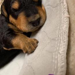 Airedale Terrier Puppies from Mystic’s Airedale Acres
