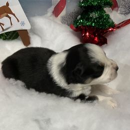 Jade - Black tri female Miniature Australian Shepherd puppy in Signal Mountain, Tennessee from D & D Miniature and Toy Australian Sheppards