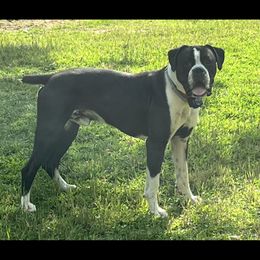 Rocky - Boxer