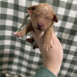 Teal collar - Apricot female Goldendoodle puppy in Homer, Georgia from Creekside Kennels