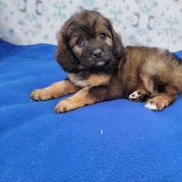 Sable Female - Sable female Bernedoodle puppy in Poplar Grove, Illinois from Awesome Paws
