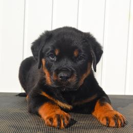 Mr Black - Black and mahogany male Rottweiler puppy in Ethel, Washington from Titanenheim Rottweilers