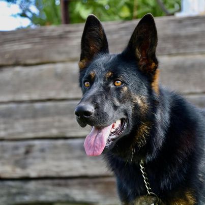 German Shepherd stands stoically. 