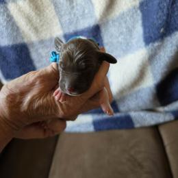 Teal blue Girl 1 - White and liver female German Shorthaired Pointer puppy in Lindsay, California from Dori's Danes