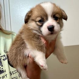 Boy 3 - Sable male Pembroke Welsh Corgi puppy in Rochester, Indiana from Stacy’s Pembroke Welsh Corgis