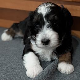 Thor - Black tri-color male Aussiedoodle puppy in New Durham, New Hampshire from Ridgeview Aussiedoodles