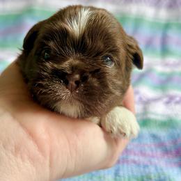 Teddy Bear - Chocolate male Shih Tzu puppy in Geneva, Florida from Shih Tzu’s Creek