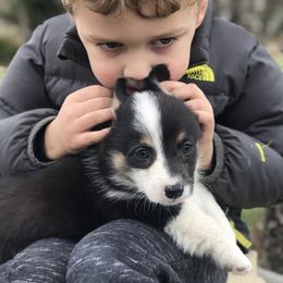 Pembroke Welsh Corgi Puppies from Arrowhead Corgis